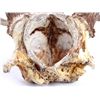 Image 4 : Montana Whitetail Deer Antlers These are a set of