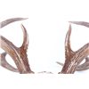 Image 5 : Montana Whitetail Deer Antlers These are a set of