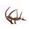 Image 6 : Montana Whitetail Deer Antlers These are a set of
