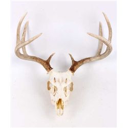 Montanan Whitetail deer Skull and Antlers This whi
