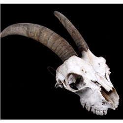 Rocky Mountain Ram Ewe Horns The lot shows a Monta