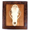 Image 1 : Montana Bear Skull on Rustic Barn Wood Frame The l