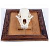 Image 2 : Montana Bear Skull on Rustic Barn Wood Frame The l