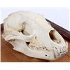 Image 3 : Montana Bear Skull on Rustic Barn Wood Frame The l