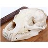 Image 4 : Montana Bear Skull on Rustic Barn Wood Frame The l