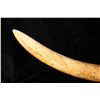 Image 2 : LARGE AFRICAN IVORY ELEPHANT TUSK 50" LONG THIS WILL ONLY BE SHIPPED DOMESTICALLY