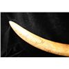 Image 2 : LARGE AFRICAN IVORY ELEPHANT TUSK 50" LONG THIS WILL ONLY BE SHIPPED DOMESTICALLY