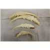 Image 1 : LOT OF 4 HAND CARVED HIPPOPOTAMUS TOOTH ALLIGATORS IN GRADUATED SIZE 7" TO 4" WIDE