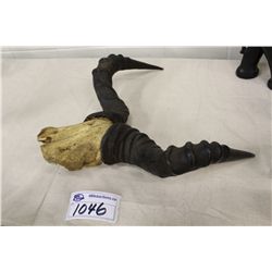 SET OF MOUNTED GAZELLE HORNS