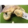 Image 2 : 40+ YEAR OLD LARGE TAXIDERMY SEA TURTLE 24" LONG 16" WIDE AND SMALL TAXIDERMY SEA TURTLE 7" LONG