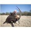 Image 2 : 5-DAY SABLE HUNT FOR 1 HUNTER IN LIMPOPO, SOUTH AFRICA