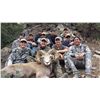 Image 2 : TAOS PUEBLO ROCKY MOUNTAIN BIGHORN SHEEP PERMIT