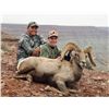 NAVAJO NATION DESERT BIGHORN PERMIT