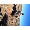 Image 2 : NAVAJO NATION DESERT BIGHORN PERMIT