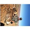 Image 3 : NAVAJO NATION DESERT BIGHORN PERMIT