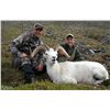 Image 2 : 10-DAY DALL’S SHEEP HUNT FOR 1 HUNTER