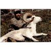 Image 8 : 10-DAY DALL’S SHEEP HUNT FOR 1 HUNTER