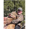 Image 2 : 5-DAY COUGAR HUNT IN COLORADO FOR 1 HUNTER