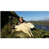 Image 2 : 9-DAY ALASKAN HUNT FOR 2  MOUNTAIN GOATS AND 1 SITKA  BLACKTAIL DEER FOR 1 HUNTER