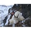 Image 7 : 9-DAY ALASKAN HUNT FOR 2  MOUNTAIN GOATS AND 1 SITKA  BLACKTAIL DEER FOR 1 HUNTER