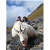 Image 8 : 9-DAY ALASKAN HUNT FOR 2  MOUNTAIN GOATS AND 1 SITKA  BLACKTAIL DEER FOR 1 HUNTER