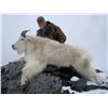 Image 9 : 9-DAY ALASKAN HUNT FOR 2  MOUNTAIN GOATS AND 1 SITKA  BLACKTAIL DEER FOR 1 HUNTER