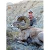 Image 2 : STATE OF MONTANA BIGHORN SHEEP LICENSE
