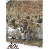 Image 2 : 5-DAY MOUNTAIN LION HUNT IN UTAH FOR 1 HUNTER