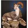 Image 1 : LIFE-SIZE NORTH AMERICAN SHEEP MOUNT