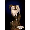 Image 2 : LIFE-SIZE NORTH AMERICAN SHEEP MOUNT