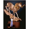 Image 3 : LIFE-SIZE NORTH AMERICAN SHEEP MOUNT