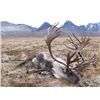 Image 2 : 5-DAY ALASKAN CARIBOU HUNT FOR 1 HUNTER