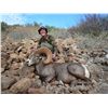 DESERT BIGHORN SHEEP PERMIT & HUNT EL VIZCAINO BIOSPHERE RESERVE, BAJA CALIFORNIA SUR, MEXICO