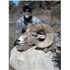 Image 3 : TAOS PUEBLO ROCKY MOUNTAIN BIGHORN SHEEP PERMIT