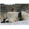 Image 2 : 10-DAY MOUNTAIN GOAT HUNT FOR 1 HUNTER