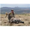 Image 3 : TEXAS - DESERT BIGHORN SHEEP PERMIT