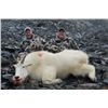 Image 2 : 8-DAY MOUNTAIN GOAT HUNT FOR 1 HUNTER