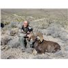 Image 2 : CHIHUAHUA DESERT BIGHORN SHEEP PERMIT
