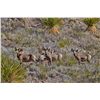 Image 3 : CHIHUAHUA DESERT BIGHORN SHEEP PERMIT