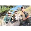 OREGON BIGHORN SHEEP PERMIT