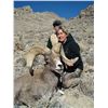 Image 2 : STATE OF NEVADA NELSON DESERT BIGHORN SHEEP TAG