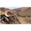 Image 4 : STATE OF NEVADA NELSON DESERT BIGHORN SHEEP TAG