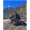 Image 2 : COLORADO ROCKY MOUNTAIN BIGHORN SHEEP LICENSE