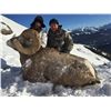 Image 2 : ALBERTA MINISTER’S SPECIAL BIGHORN SHEEP PERMIT