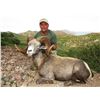 Image 3 : CARMEN ISLAND,  MEXICO,  DESERT BIGHORN SHEEP PERMIT