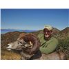 Image 5 : CARMEN ISLAND,  MEXICO,  DESERT BIGHORN SHEEP PERMIT
