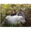 8-DAY MOUNTAIN GOAT HUNT FOR 1 HUNTER