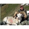 Image 2 : KLUANE FIRST NATION DALL’S SHEEP PERMIT