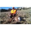 Image 2 : NEBRASKA GAME AND PARKS 2015 BIGHORN SHEEP TAG