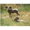Image 3 : NEBRASKA GAME AND PARKS 2015 BIGHORN SHEEP TAG
